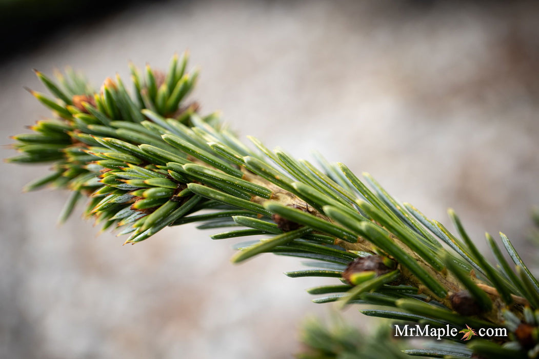 - Picea omorika 'Gunther' Serbian Spruce - Mr Maple │ Buy Japanese Maple Trees