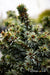 - Picea omorika 'Gunther' Serbian Spruce - Mr Maple │ Buy Japanese Maple Trees