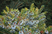 - Picea omorika 'Peve Tijn' Dwarf Serbian Spruce - Mr Maple │ Buy Japanese Maple Trees