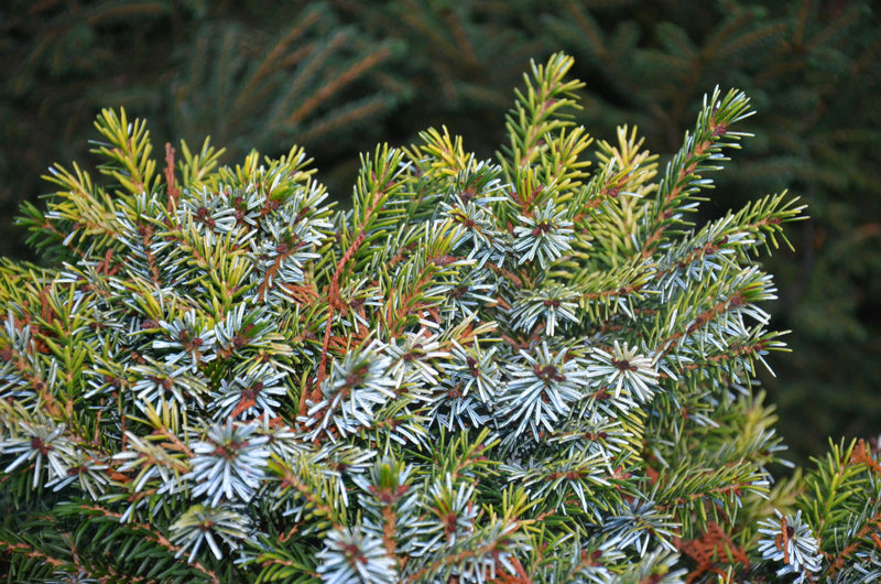 - Picea omorika 'Peve Tijn' Dwarf Serbian Spruce - Mr Maple │ Buy Japanese Maple Trees