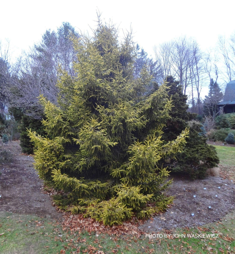 - Picea orientalis 'Aurea Compacta' Oriental Spruce - Mr Maple │ Buy Japanese Maple Trees