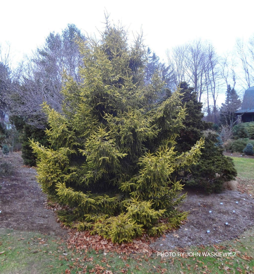 - Picea orientalis 'Aurea Compacta' Oriental Spruce - Mr Maple │ Buy Japanese Maple Trees