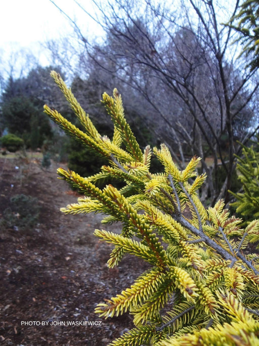 - Picea orientalis 'Aurea Compacta' Oriental Spruce - Mr Maple │ Buy Japanese Maple Trees