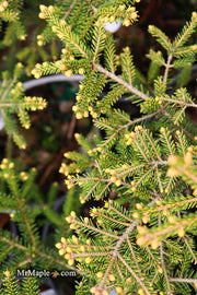 - Picea orientalis 'Aurea Compacta' Oriental Spruce - Mr Maple │ Buy Japanese Maple Trees