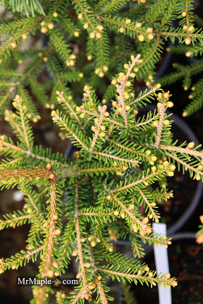 - Picea orientalis 'Aurea Compacta' Oriental Spruce - Mr Maple │ Buy Japanese Maple Trees