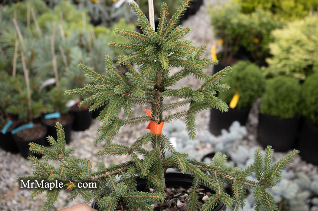 - Picea orientalis 'Aureospicata' Yellow-Tipped Caucasian Spruce - Mr Maple │ Buy Japanese Maple Trees