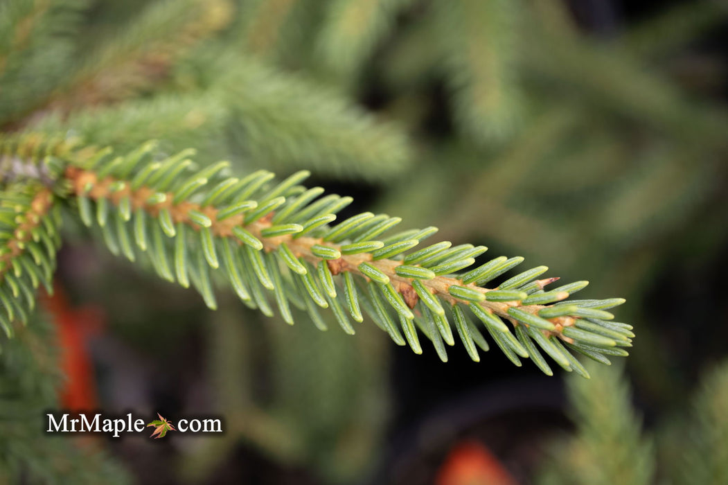 - Picea orientalis 'Aureospicata' Yellow-Tipped Caucasian Spruce - Mr Maple │ Buy Japanese Maple Trees