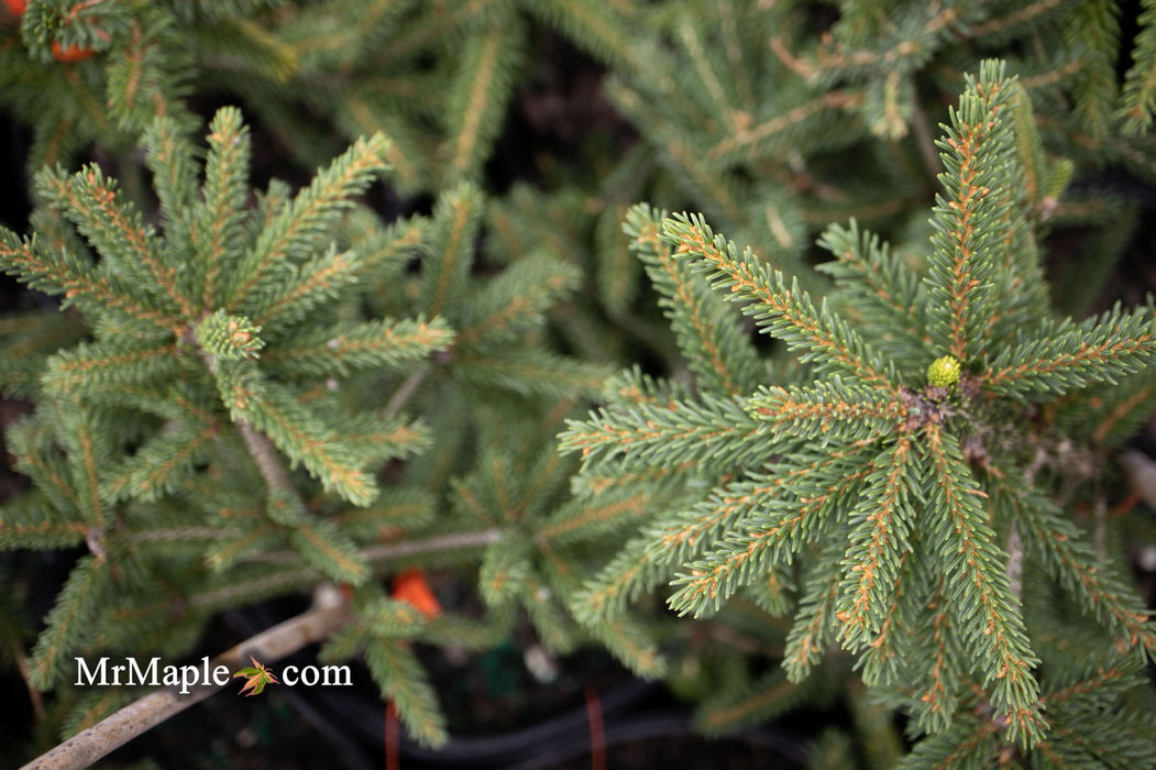 - Picea orientalis 'Aureospicata' Yellow-Tipped Caucasian Spruce - Mr Maple │ Buy Japanese Maple Trees