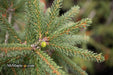 - Picea orientalis 'Aureospicata' Yellow-Tipped Caucasian Spruce - Mr Maple │ Buy Japanese Maple Trees