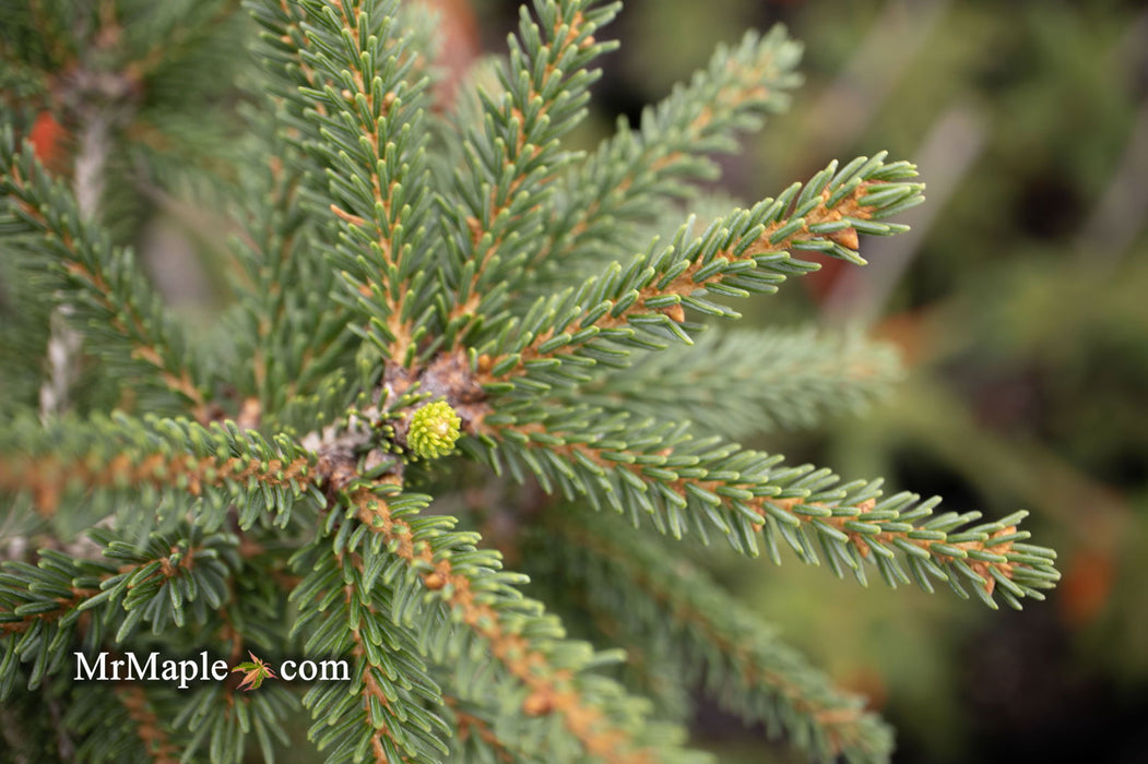 - Picea orientalis 'Aureospicata' Yellow-Tipped Caucasian Spruce - Mr Maple │ Buy Japanese Maple Trees