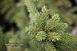 - Picea orientalis 'Aureospicata' Yellow-Tipped Caucasian Spruce - Mr Maple │ Buy Japanese Maple Trees