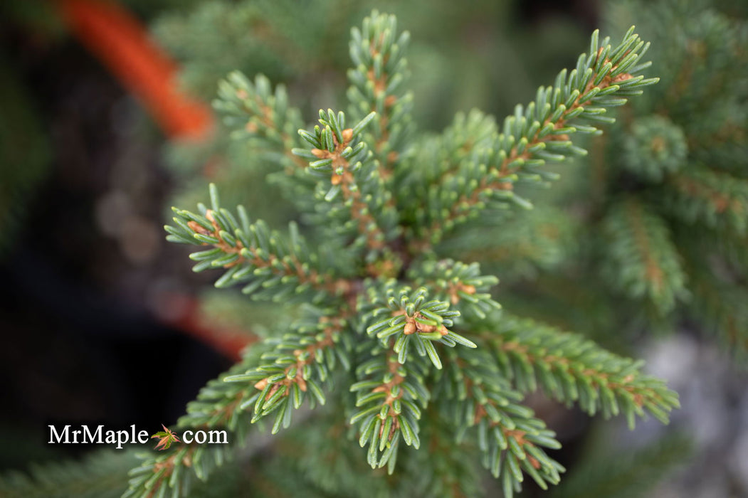 - Picea orientalis 'Aureospicata' Yellow-Tipped Caucasian Spruce - Mr Maple │ Buy Japanese Maple Trees