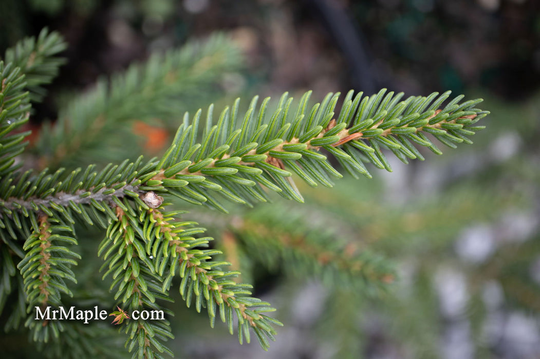 - Picea orientalis 'Aureospicata' Yellow-Tipped Caucasian Spruce - Mr Maple │ Buy Japanese Maple Trees