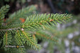 - Picea orientalis 'Aureospicata' Yellow-Tipped Caucasian Spruce - Mr Maple │ Buy Japanese Maple Trees