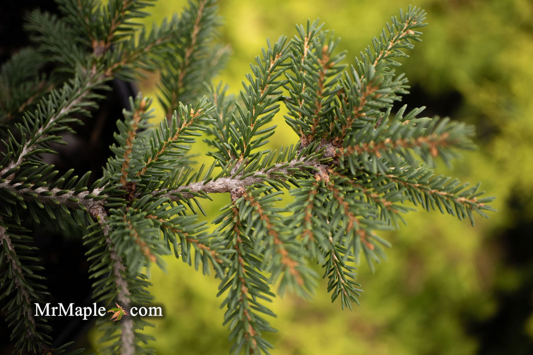 - Picea orientalis 'Aureospicata' Yellow-Tipped Caucasian Spruce - Mr Maple │ Buy Japanese Maple Trees