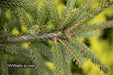 - Picea orientalis 'Aureospicata' Yellow-Tipped Caucasian Spruce - Mr Maple │ Buy Japanese Maple Trees