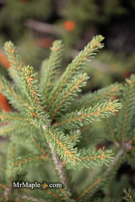 - Picea orientalis 'Aureospicata' Yellow-Tipped Caucasian Spruce - Mr Maple │ Buy Japanese Maple Trees