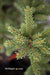 - Picea orientalis 'Aureospicata' Yellow-Tipped Caucasian Spruce - Mr Maple │ Buy Japanese Maple Trees