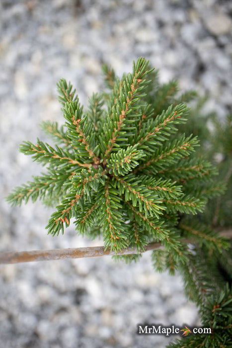 - Picea orientalis 'Gowdy' Oriental Spruce - Mr Maple │ Buy Japanese Maple Trees