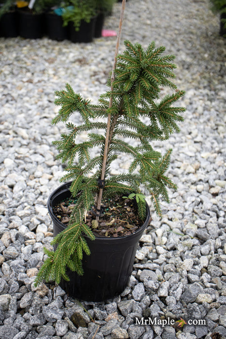 - Picea orientalis 'Gowdy' Oriental Spruce - Mr Maple │ Buy Japanese Maple Trees