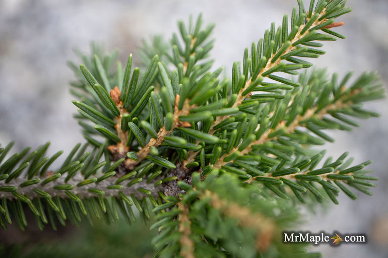 - Picea orientalis 'Gowdy' Oriental Spruce - Mr Maple │ Buy Japanese Maple Trees