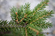 - Picea orientalis 'Gowdy' Oriental Spruce - Mr Maple │ Buy Japanese Maple Trees