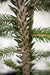 - Picea orientalis 'Gowdy' Oriental Spruce - Mr Maple │ Buy Japanese Maple Trees