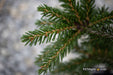 - Picea orientalis 'Gowdy' Oriental Spruce - Mr Maple │ Buy Japanese Maple Trees