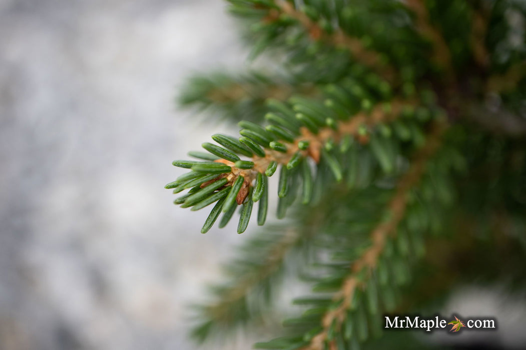 - Picea orientalis 'Gowdy' Oriental Spruce - Mr Maple │ Buy Japanese Maple Trees