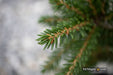 - Picea orientalis 'Gowdy' Oriental Spruce - Mr Maple │ Buy Japanese Maple Trees