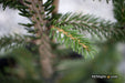 - Picea orientalis 'Gowdy' Oriental Spruce - Mr Maple │ Buy Japanese Maple Trees