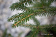 - Picea orientalis 'Gowdy' Oriental Spruce - Mr Maple │ Buy Japanese Maple Trees