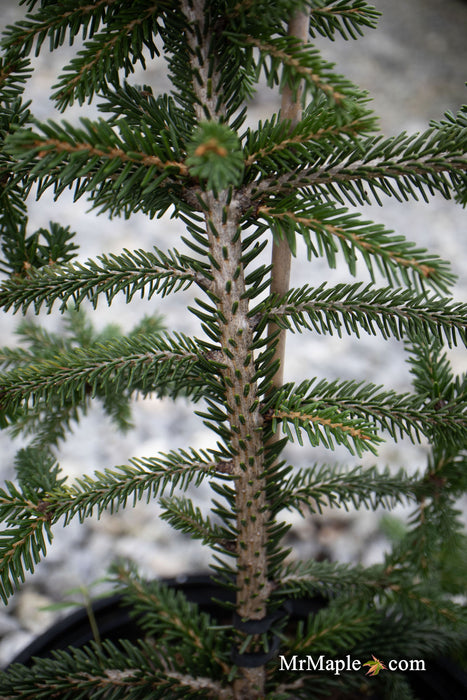 - Picea orientalis 'Gowdy' Oriental Spruce - Mr Maple │ Buy Japanese Maple Trees