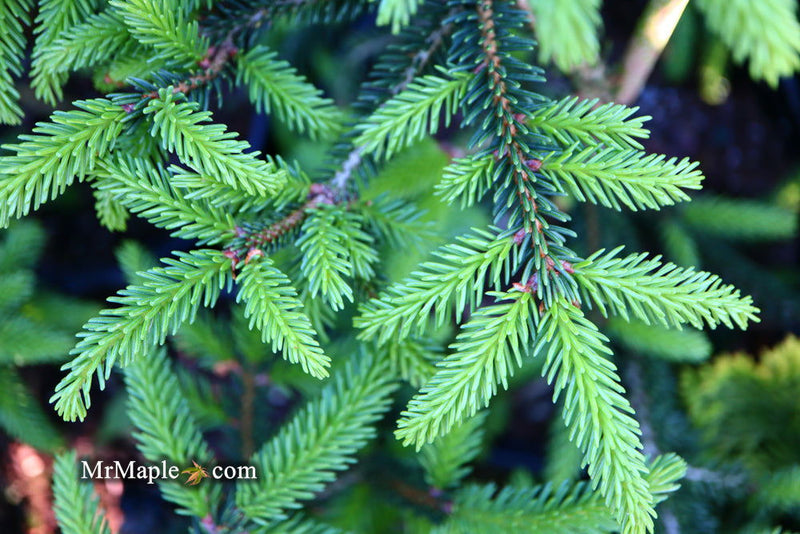 - Picea orientalis 'Gracilis Nana' Oriental Spruce - Mr Maple │ Buy Japanese Maple Trees