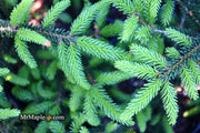 - Picea orientalis 'Gracilis Nana' Oriental Spruce - Mr Maple │ Buy Japanese Maple Trees