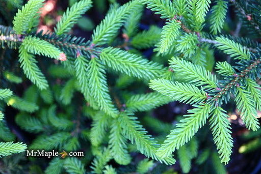 - Picea orientalis 'Gracilis Nana' Oriental Spruce - Mr Maple │ Buy Japanese Maple Trees