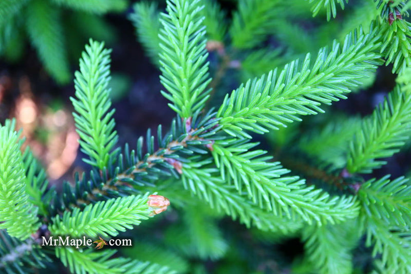 - Picea orientalis 'Gracilis Nana' Oriental Spruce - Mr Maple │ Buy Japanese Maple Trees