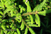 - Picea orientalis 'Gracilis Nana' Oriental Spruce - Mr Maple │ Buy Japanese Maple Trees