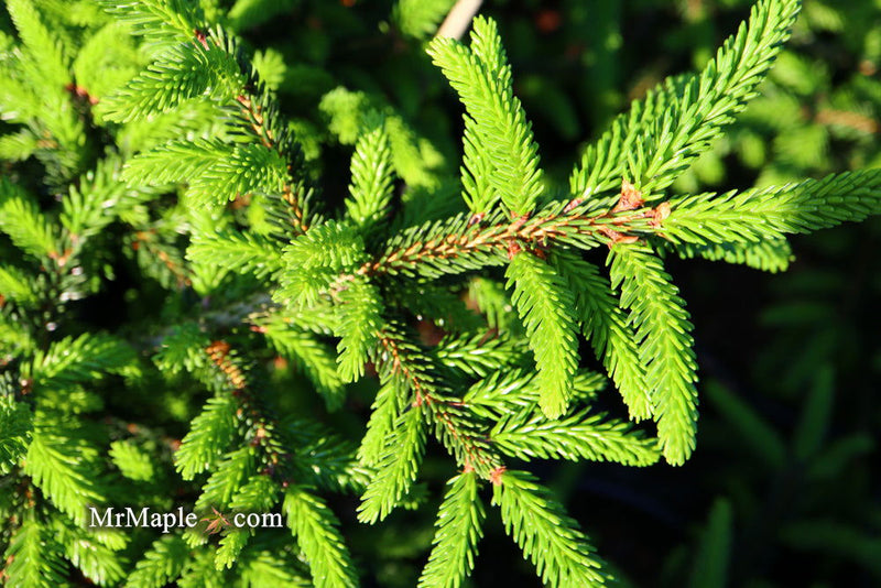 - Picea orientalis 'Gracilis Nana' Oriental Spruce - Mr Maple │ Buy Japanese Maple Trees