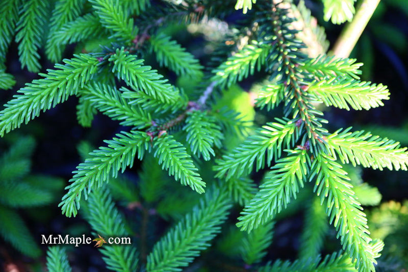 - Picea orientalis 'Gracilis Nana' Oriental Spruce - Mr Maple │ Buy Japanese Maple Trees