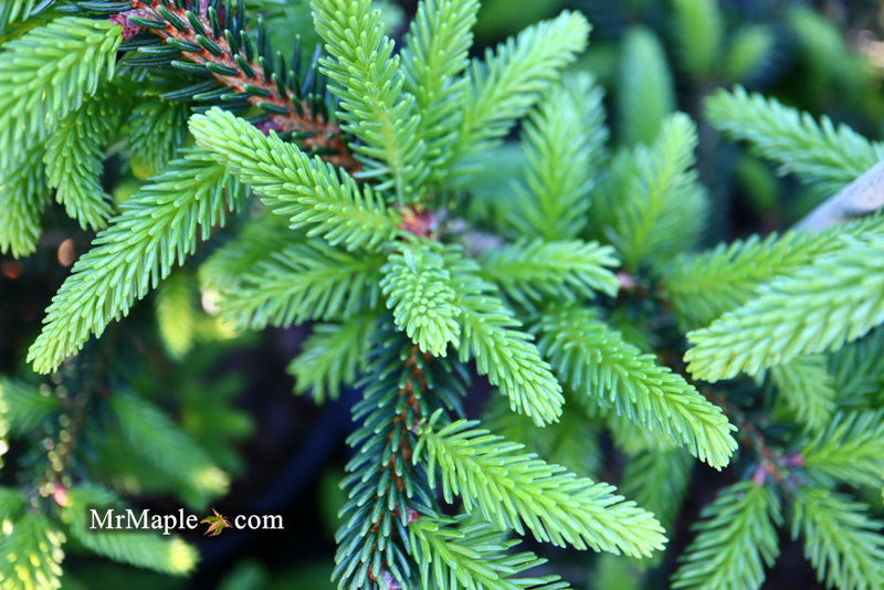 - Picea orientalis 'Gracilis Nana' Oriental Spruce - Mr Maple │ Buy Japanese Maple Trees