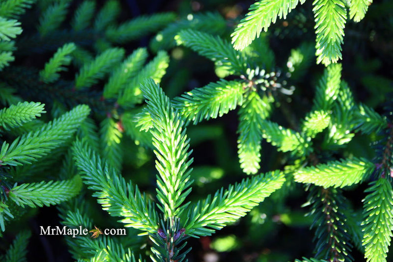 - Picea orientalis 'Gracilis Nana' Oriental Spruce - Mr Maple │ Buy Japanese Maple Trees