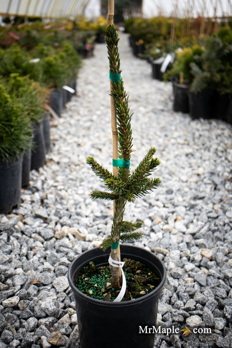 - Picea orientalis 'Green Knight' Oriental Spruce - Mr Maple │ Buy Japanese Maple Trees