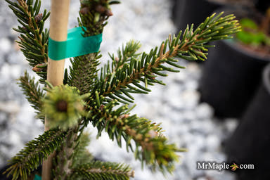 - Picea orientalis 'Green Knight' Oriental Spruce - Mr Maple │ Buy Japanese Maple Trees