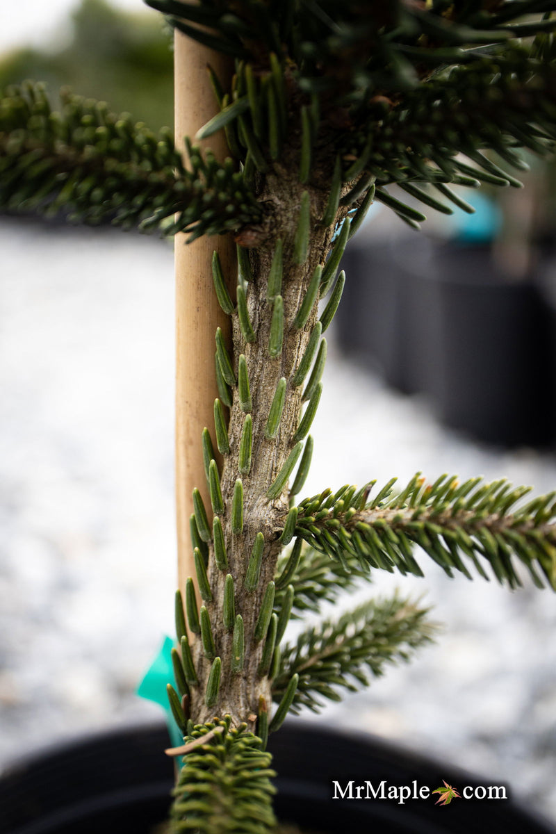 - Picea orientalis 'Green Knight' Oriental Spruce - Mr Maple │ Buy Japanese Maple Trees