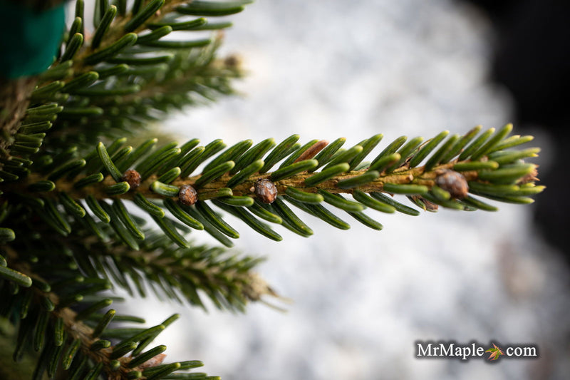 - Picea orientalis 'Green Knight' Oriental Spruce - Mr Maple │ Buy Japanese Maple Trees