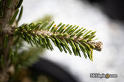 - Picea orientalis 'Green Knight' Oriental Spruce - Mr Maple │ Buy Japanese Maple Trees
