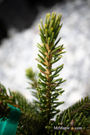 - Picea orientalis 'Green Knight' Oriental Spruce - Mr Maple │ Buy Japanese Maple Trees