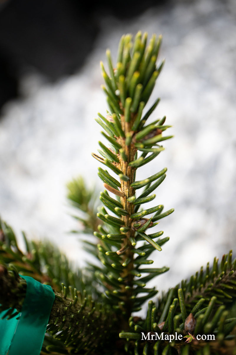 - Picea orientalis 'Green Knight' Oriental Spruce - Mr Maple │ Buy Japanese Maple Trees