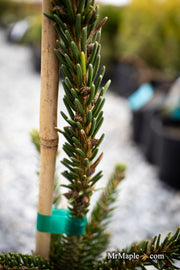 - Picea orientalis 'Green Knight' Oriental Spruce - Mr Maple │ Buy Japanese Maple Trees